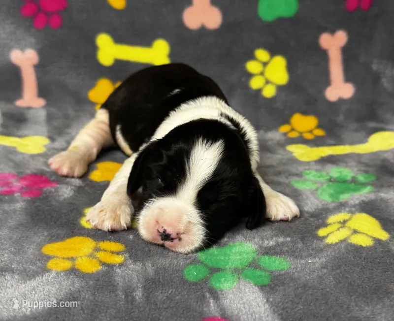Rylee Boy 6 – English Springer Spaniel puppy for sale in Bristol, SD