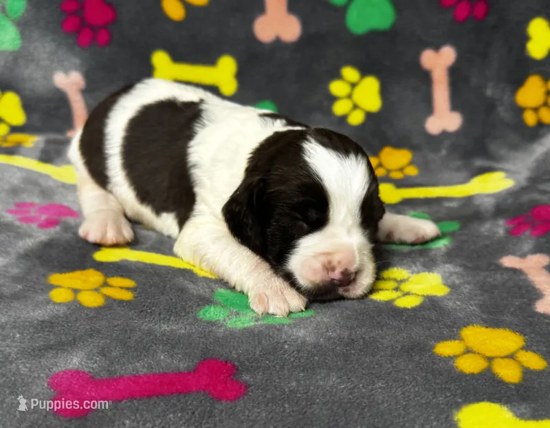 Rylee Boy 1 – English Springer Spaniel puppy for sale in Bristol, SD