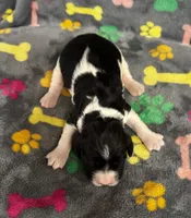 Finley Boy 4, a male English Springer Spaniel for sale in Bristol, SD – 6 of 7