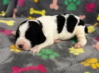 Finley Boy 3, a male English Springer Spaniel for sale in Bristol, SD – 5 of 7