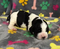 Finley Boy 3, a male English Springer Spaniel for sale in Bristol, SD – 4 of 7