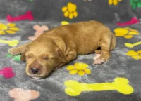 Kady Boy 1, a male Goldendoodle for sale in Bristol, SD – 5 of 5