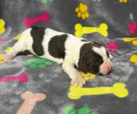Rylee Boy 2, a male English Springer Spaniel for sale in Bristol, SD – 3 of 6