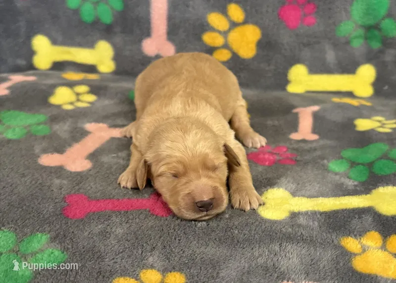 Pearl Girl 3 – Goldendoodle puppy for sale in Bristol, SD