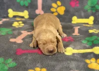 Pearl Girl 3, a female Goldendoodle for sale in Bristol, SD – Photo 1 of 6