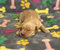 Pearl Girl 3, a female Goldendoodle for sale in Bristol, SD – Photo 2 of 6