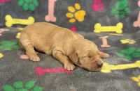 Pearl Girl 3, a female Goldendoodle for sale in Bristol, SD – Photo 3 of 6