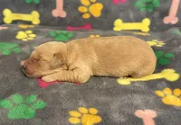 Pearl Girl 3, a female Goldendoodle for sale in Bristol, SD – Photo 4 of 6