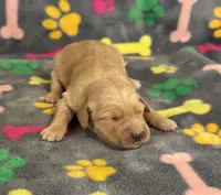 Pearl Girl 3, a female Goldendoodle for sale in Bristol, SD – Photo 5 of 6