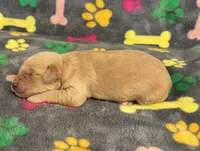 Pearl Girl 3, a female Goldendoodle for sale in Bristol, SD – Photo 6 of 6