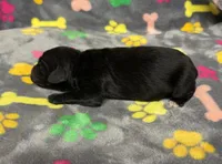 Taverna Boy 2, a male Springer Doodle for sale in Bristol, SD – Photo 5 of 7