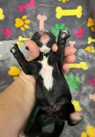 Taverna Boy 2, a male Springer Doodle for sale in Bristol, SD – Photo 7 of 7