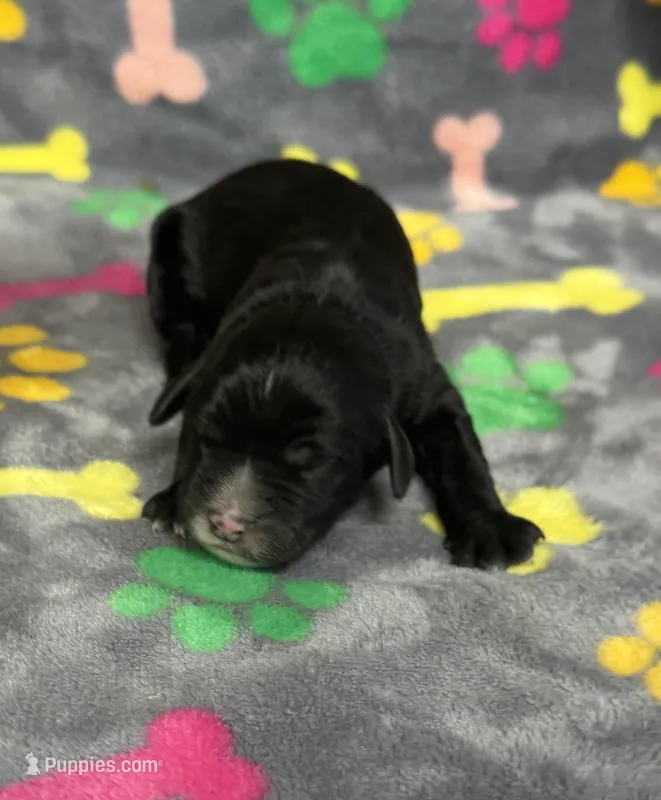 Taverna Boy 2, a male Springer Doodle for sale in Bristol, SD – Photo 1 of 7