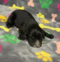 Taverna Boy 2, a male Springer Doodle for sale in Bristol, SD – Photo 2 of 7