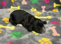 Taverna Boy 2, a male Springer Doodle for sale in Bristol, SD – Photo 4 of 7