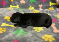 Taverna Boy 2, a male Springer Doodle for sale in Bristol, SD – Photo 6 of 7