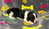 Rylee Boy 7, a male English Springer Spaniel for sale in Bristol, SD – 2 of 6