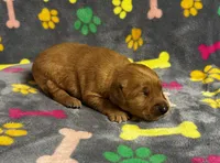 Oakley Boy 3, a male Golden Retriever for sale in Bristol, SD – 3 of 3