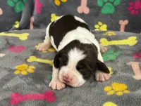 Finley Girl 2, a female English Springer Spaniel for sale in Bristol, SD – 3 of 7