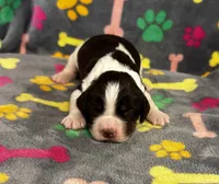 Finley Boy 1, a male English Springer Spaniel for sale in Bristol, SD – 3 of 6