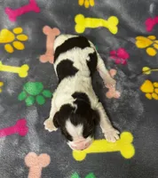 Rylee Boy 2, a male English Springer Spaniel for sale in Bristol, SD – 6 of 6