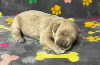 Kady Girl 1, a female Goldendoodle for sale in Bristol, SD – 3 of 5
