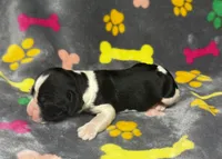 Rylee Boy 7, a male English Springer Spaniel for sale in Bristol, SD – 3 of 6