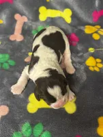 Rylee Boy 1, a male English Springer Spaniel for sale in Bristol, SD – 3 of 7