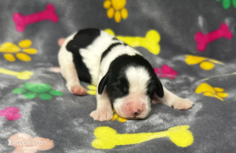 Rylee Boy 3 – English Springer Spaniel puppy for sale in Bristol, SD
