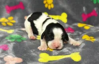 Rylee Boy 3, a male English Springer Spaniel for sale in Bristol, SD – 1 of 10
