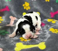 Rylee Boy 3, a male English Springer Spaniel for sale in Bristol, SD – 3 of 10