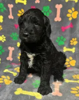 Taverna Boy 4, a male Springer Doodle for sale in Bristol, SD – Photo 3 of 6