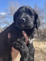 Taverna Boy 4, a male Springer Doodle for sale in Bristol, SD – Photo 5 of 7