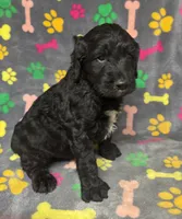Taverna Boy 4, a male Springer Doodle for sale in Bristol, SD – Photo 4 of 6
