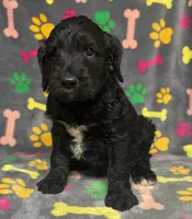 Taverna Boy 4, a male Springer Doodle for sale in Bristol, SD – Photo 1 of 6