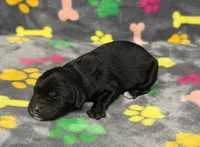 Taverna Boy 4, a male Springer Doodle for sale in Bristol, SD – Photo 3 of 6