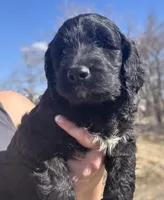 Taverna Boy 4, a male Springer Doodle for sale in Bristol, SD – Photo 6 of 7