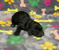 Taverna Boy 4, a male Springer Doodle for sale in Bristol, SD – Photo 4 of 6