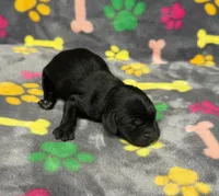 Taverna Boy 4, a male Springer Doodle for sale in Bristol, SD – Photo 5 of 6