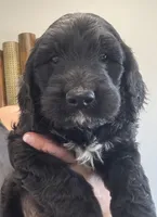 Taverna Boy 4, a male Springer Doodle for sale in Bristol, SD – Photo 2 of 7