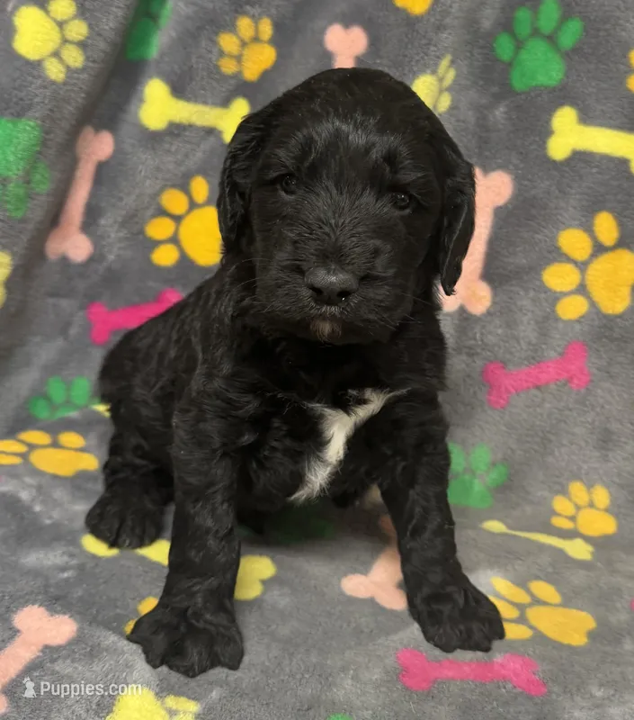 Taverna Boy 4 – Springer Doodle puppy for sale in Bristol, SD