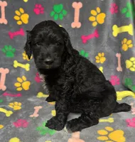 Taverna Boy 4, a male Springer Doodle for sale in Bristol, SD – Photo 6 of 6