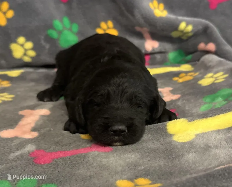 Taverna Boy 4 – Springer Doodle puppy for sale in Bristol, SD