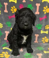 Taverna Boy 4, a male Springer Doodle for sale in Bristol, SD – Photo 2 of 6