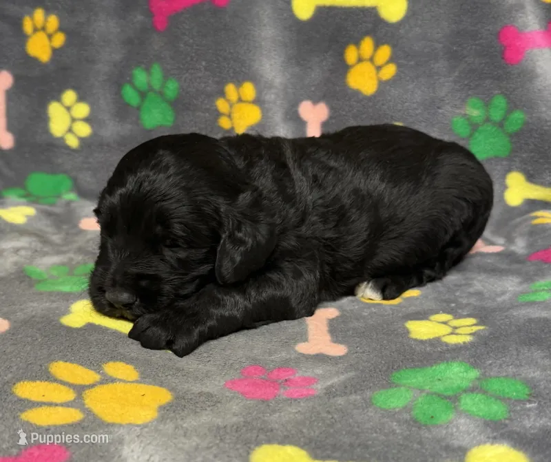 Taverna Boy 4 – Springer Doodle puppy for sale in Bristol, SD