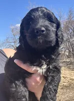 Taverna Boy 4, a male Springer Doodle for sale in Bristol, SD – Photo 7 of 7