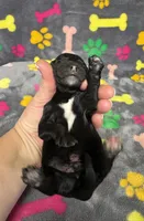 Taverna Boy 4, a male Springer Doodle for sale in Bristol, SD – Photo 6 of 6