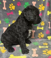 Taverna Boy 4, a male Springer Doodle for sale in Bristol, SD – Photo 5 of 6