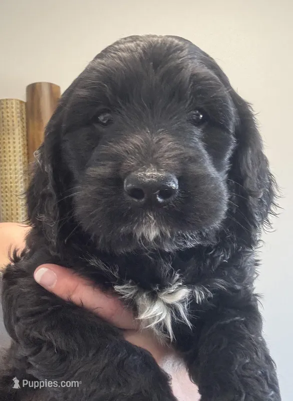 Taverna Boy 4 – Springer Doodle puppy for sale in Bristol, SD