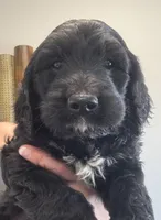 Taverna Boy 4, a male Springer Doodle for sale in Bristol, SD – Photo 1 of 7